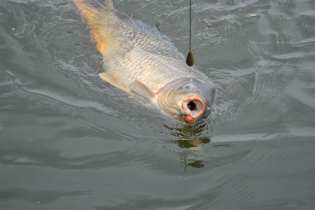 crapi - 0-boilies-critic-echilibrate.JPG